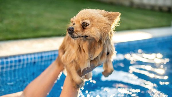 How to Safely Introduce Your Dog to Water-Based Activities?